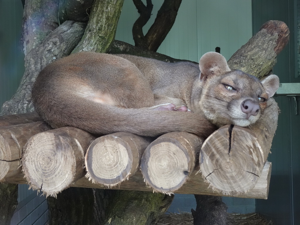 Fossa at BestZoo