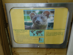 Explanation on the Fossa at BestZoo