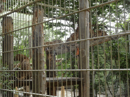 Sri Lankan Leopards at BestZoo