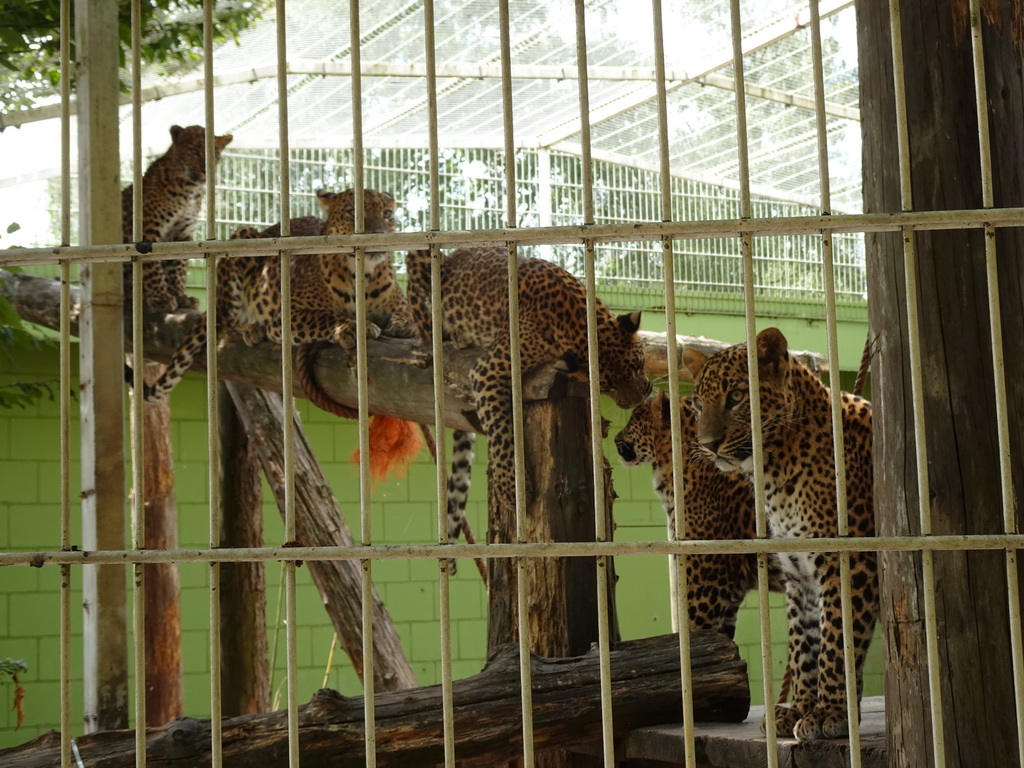Sri Lankan Leopards at BestZoo