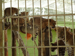 Sri Lankan Leopards at BestZoo