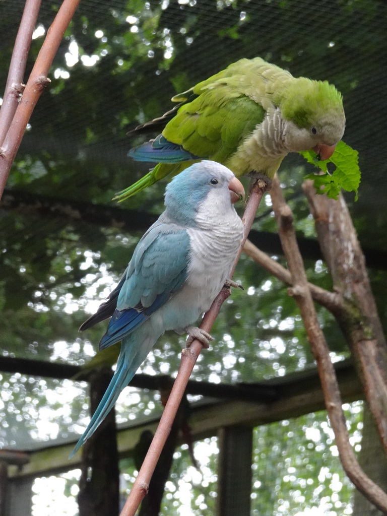 Parakeets at an Aviary at BestZoo
