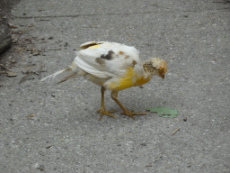 Young Golden Pheasant at an Aviary at BestZoo