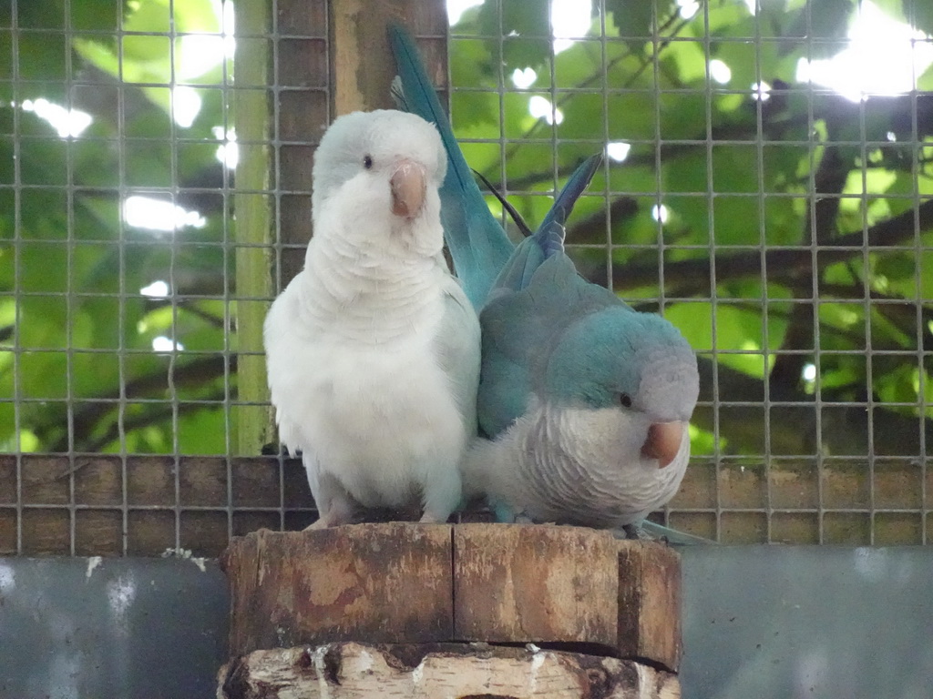 Parakeets at an Aviary at BestZoo
