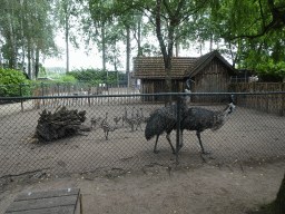 Ostriches at BestZoo