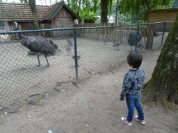 Max with Ostriches at BestZoo