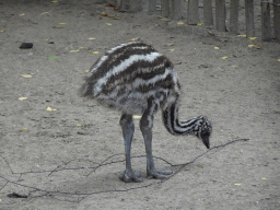 Young Ostrich at BestZoo