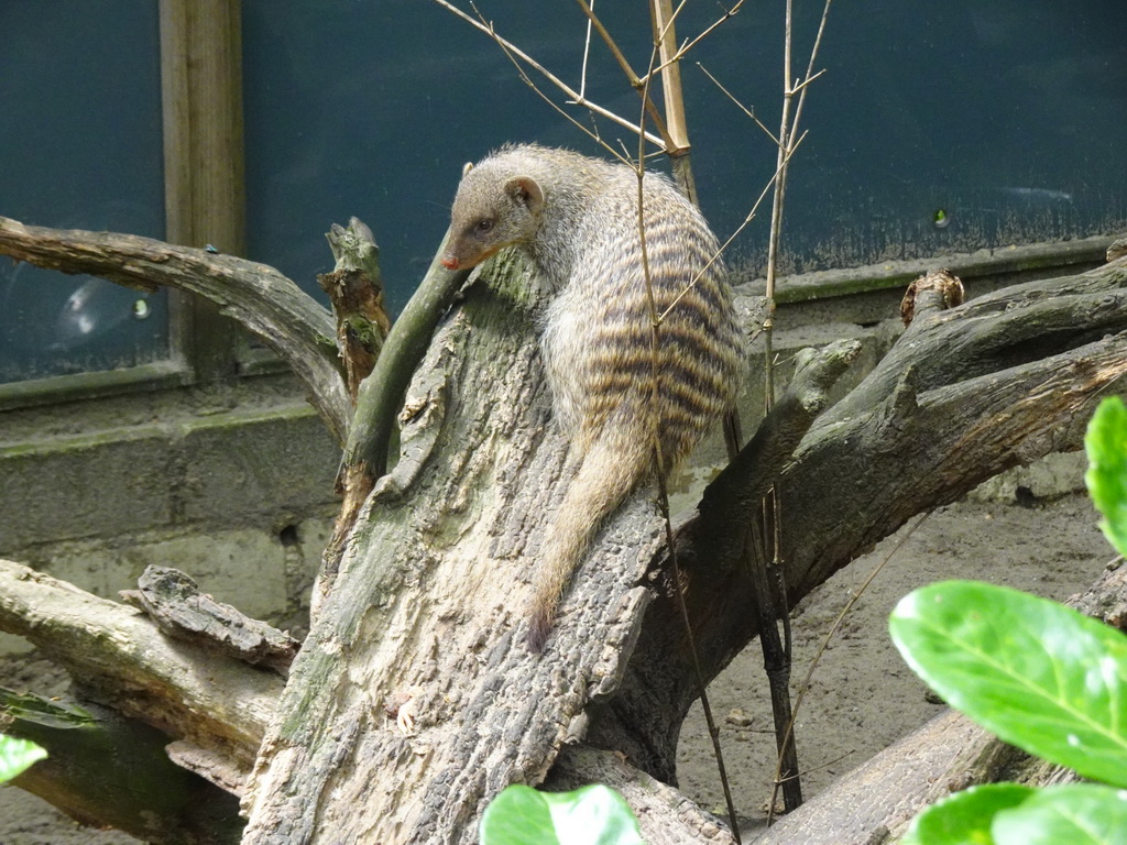 Banded Mongoose at BestZoo