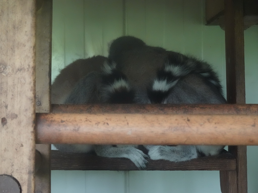 Ring-tailed Lemurs at BestZoo