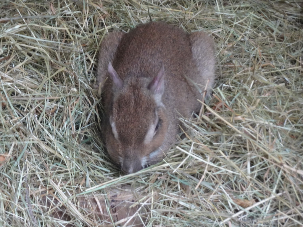 Chacoan Mara at BestZoo