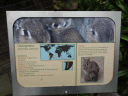 Explanation on the Chacoan Mara at BestZoo