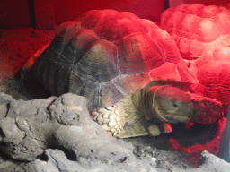 African Spurred Tortoises at BestZoo