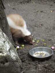 Skunk at BestZoo