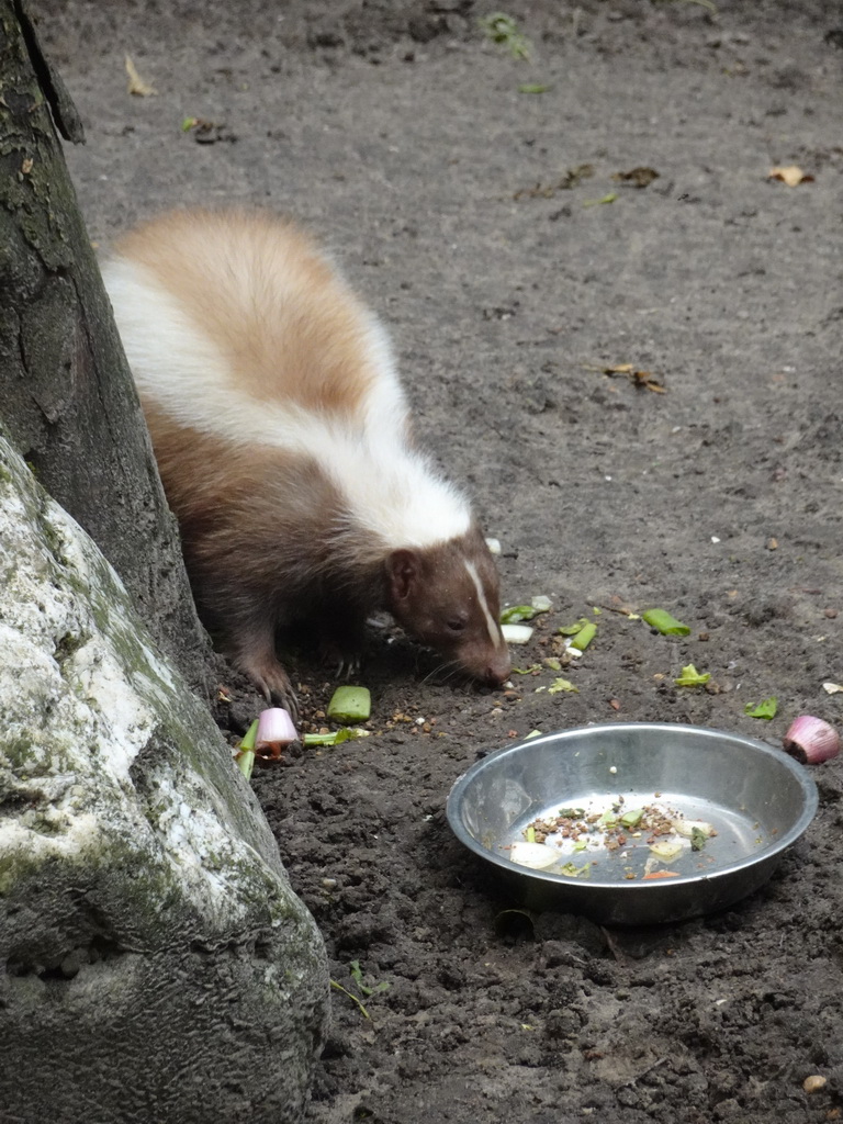 Skunk at BestZoo