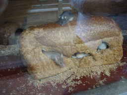 Mice in a loaf of bread at BestZoo