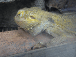 Central Bearded Dragon at BestZoo