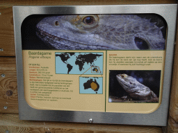 Explanation on the Central Bearded Dragon at BestZoo