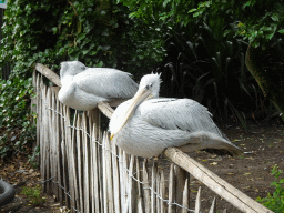 Great White Pelicans at BestZoo