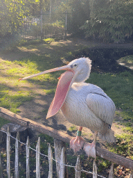 Great White Pelican at BestZoo
