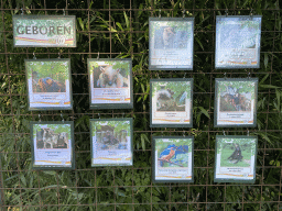 Information on the newborn animals at BestZoo