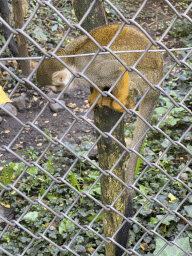 Squirrel Monkey at BestZoo