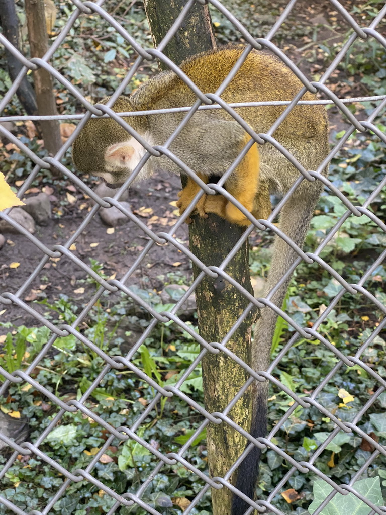 Squirrel Monkey at BestZoo