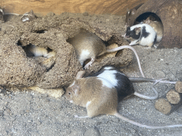 Mice at BestZoo