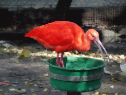 Scarlet Ibis at BestZoo