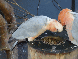 Parrots at BestZoo