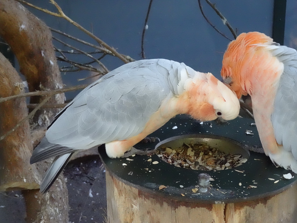 Parrots at BestZoo