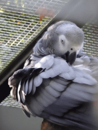 Parrot at BestZoo