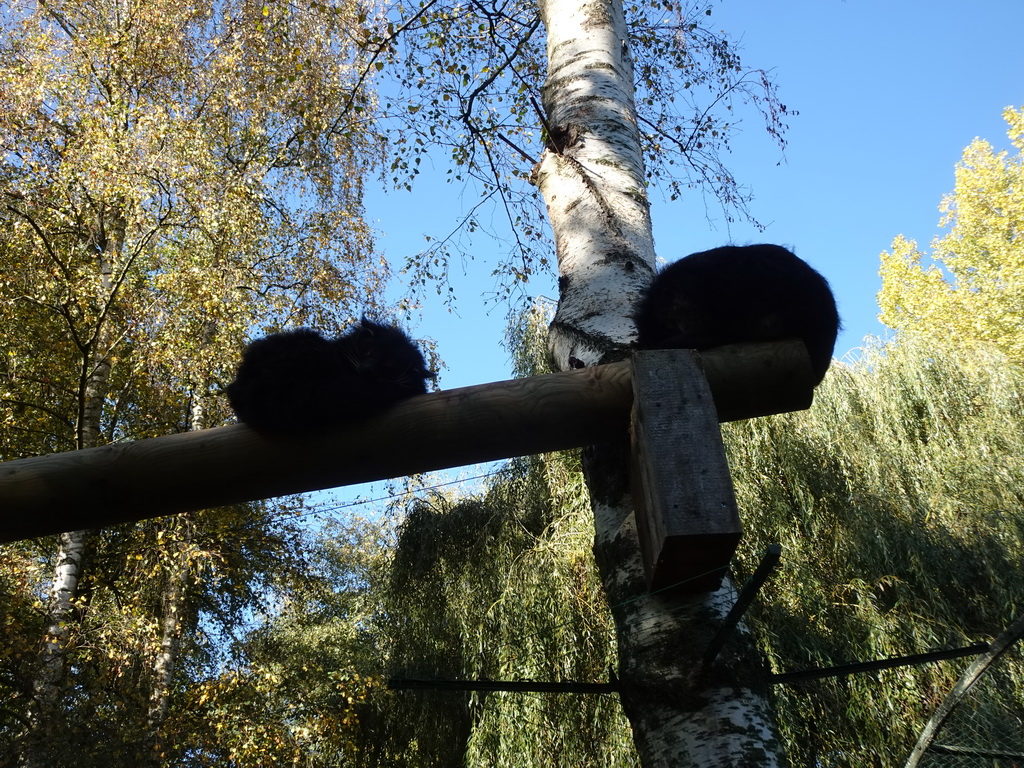 Binturongs in a tree at BestZoo