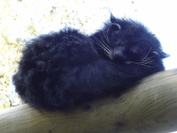 Binturong in a tree at BestZoo