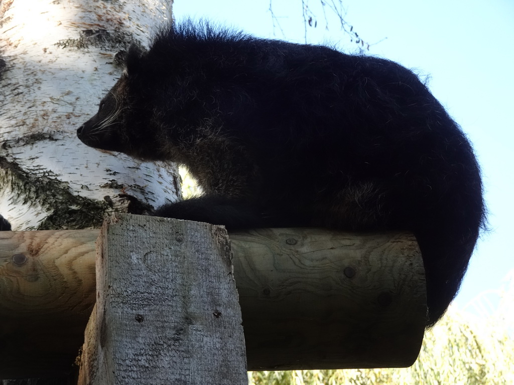 Binturong in a tree at BestZoo