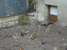 Banded Mongooses at BestZoo