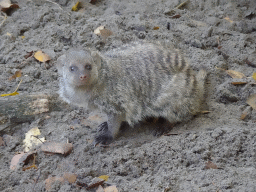 Banded Mongoose at BestZoo