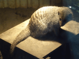 Banded Mongoose at BestZoo