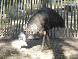 Ostrich and Grey Crowned Cranes at BestZoo