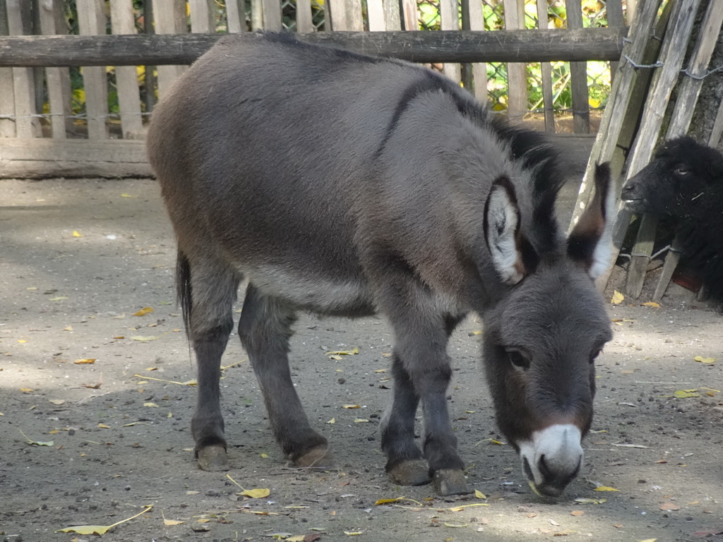 Donkey and sheep at BestZoo