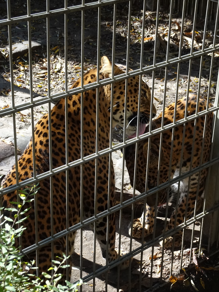 Sri Lankan Leopards at BestZoo