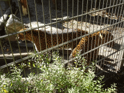 Sri Lankan Leopards at BestZoo