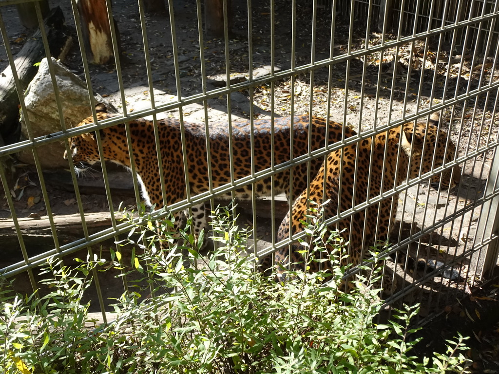 Sri Lankan Leopards at BestZoo