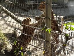 Sri Lankan Leopards at BestZoo