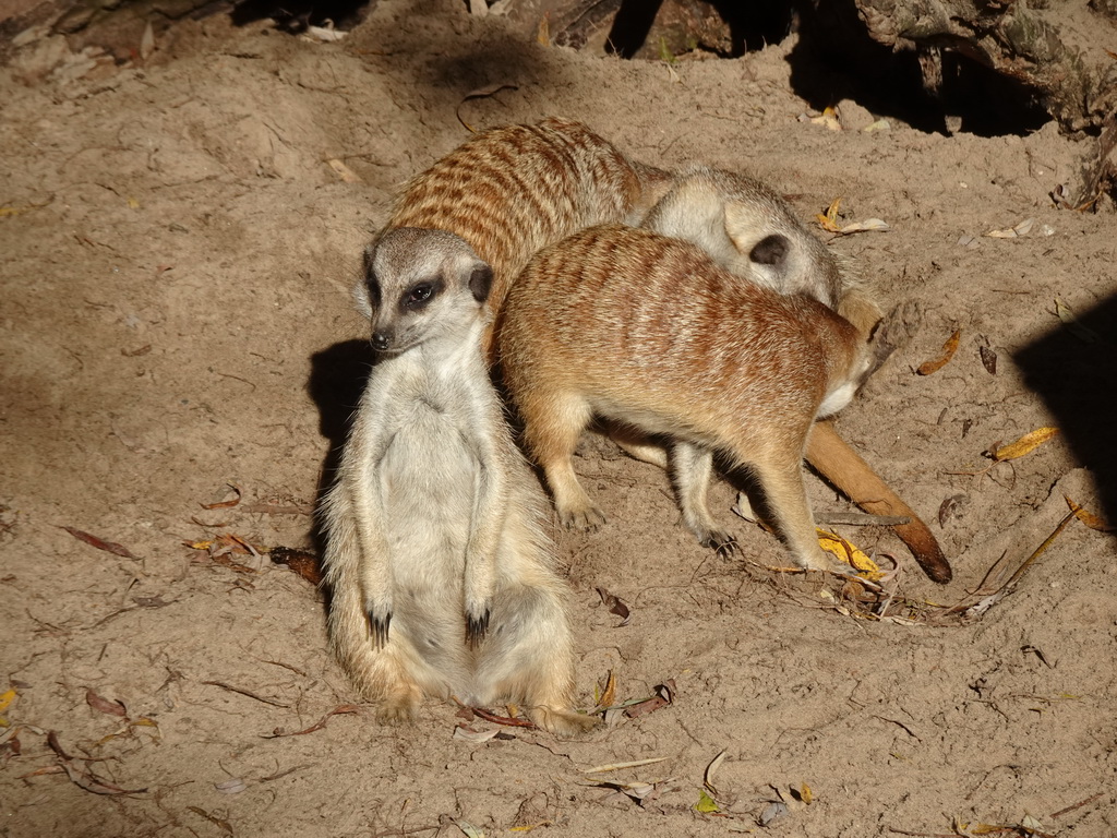 Meerkats at BestZoo