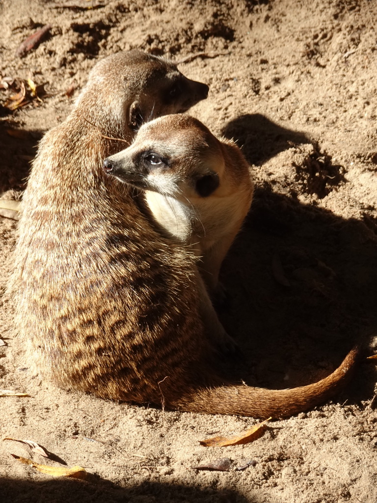 Meerkats at BestZoo