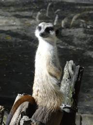 Meerkat at BestZoo