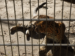 Sri Lankan Leopard at BestZoo