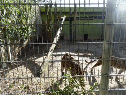 Sri Lankan Leopards at BestZoo