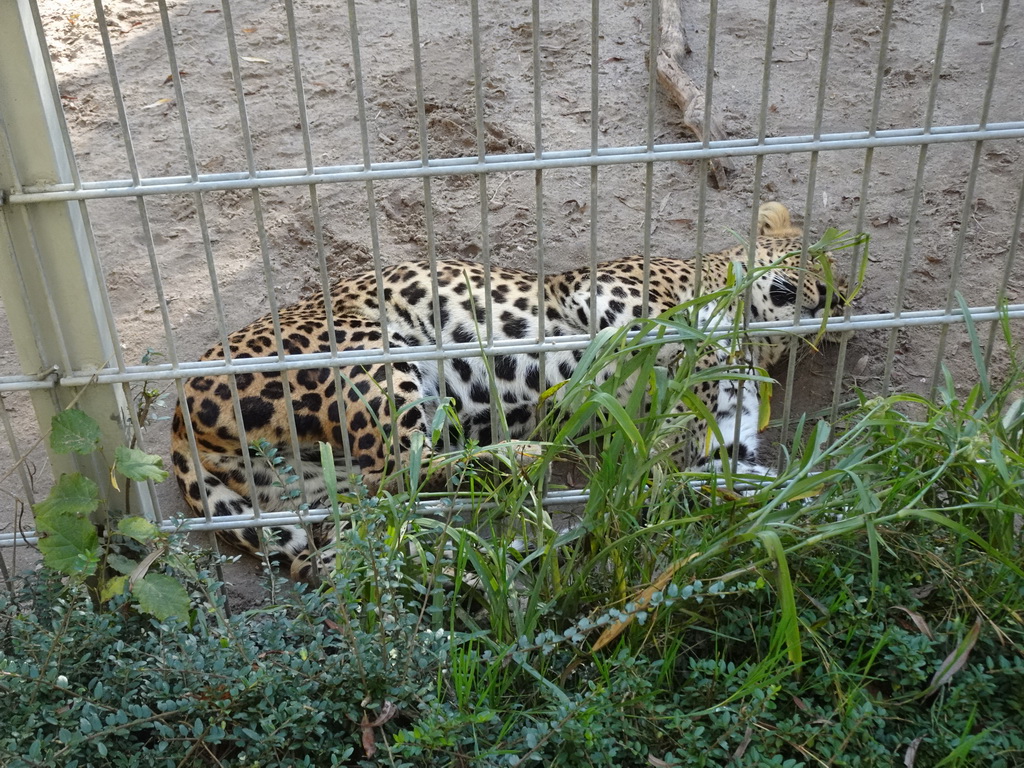 Sri Lankan Leopard at BestZoo