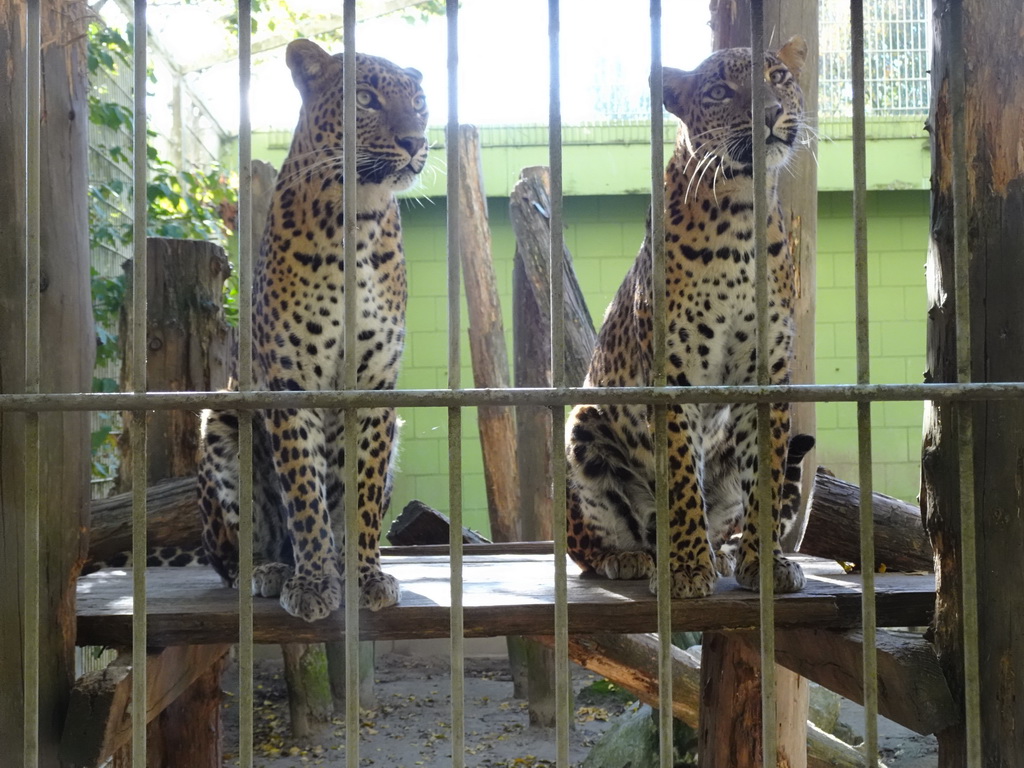 Sri Lankan Leopards at BestZoo